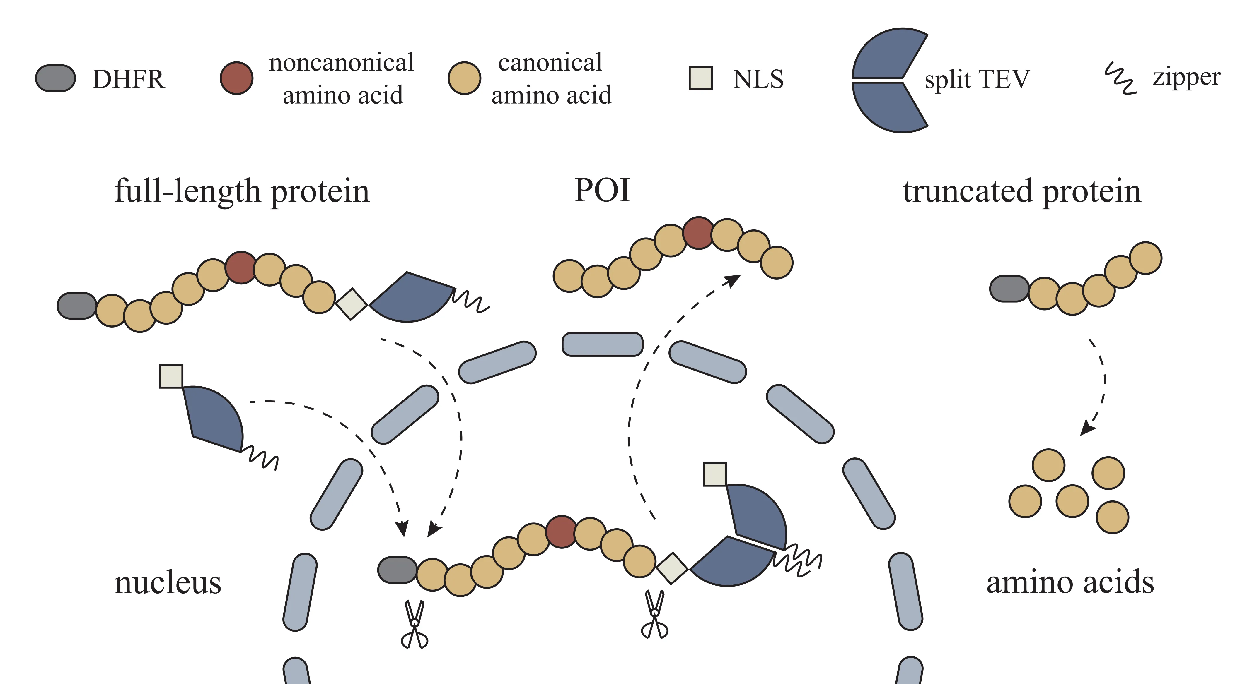 Figure 1. Schematic diagram of the truncation-elimination system.