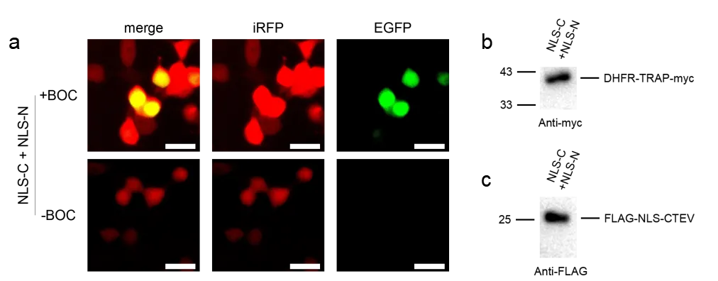 Figure 2. Evaluation of the truncation-elimination system.