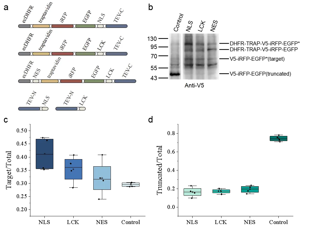 Figure 3. Truncation-elimination systems with different localization signals.